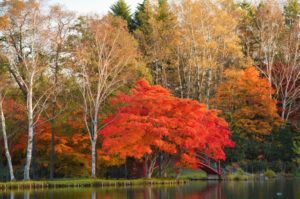 紅葉を千葉で日帰りで気楽に楽しめる公園はどこ 見頃も調査 フルママライフ